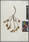 Foto von Salix arbuscula L.